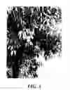 Fig. 04 - Peach tree named 'S 5848'