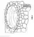 Fig. 08 - Spa insert with flat upper flange and integral spill way