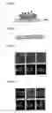 Fig. 04 - Method for ashing