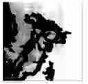 Fig. 01 - Dispersed zero-valent iron colloids
