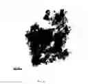Fig. 09 - Dispersed zero-valent iron colloids