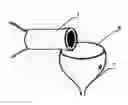 Fig. 01 - Protective collar