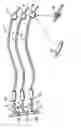 Fig. 01 - Attachment comprising a flexible cord