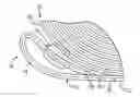 Fig. 01 - Reduced ply separation tail seal