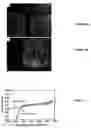 Fig. 06 - Electrically conductive polycrystalline diamond and particulate metal based electrodes
