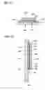 Fig. 27 - Platinum resistor temperature sensor