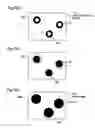Fig. 07 - Imaging apparatus performing a high reliability data analysis