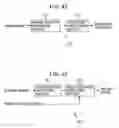 Fig. 42 - Information processing apparatus and method, recording medium, and program
