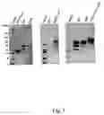 Fig. 02 - S99T C-11 Truncated polynucleotides encoding interferon gamma polypeptide variants