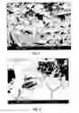 Fig. 02 - Bone grafting material, method and implant