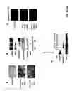 Fig. 07 - Methods and compositions related to neuronal differentiation