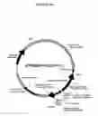 Fig. 11 - Method and composition for altering a B cell mediated pathology