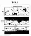 Fig. 02 - Methods for diagnosing and treating hemostatic disorders by modulating P-selectin activity