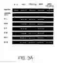 Fig. 08 - Methods for inhibiting an immune response by blocking the GP39/CD40 and CTLA4/CD28/B7 pathways and compositions for use therewith