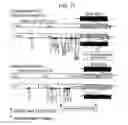 Fig. 16 - Binding domain-immunogloubulin fusion proteins