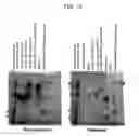 Fig. 17 - Binding domain-immunogloubulin fusion proteins