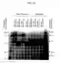 Fig. 27 - Binding domain-immunogloubulin fusion proteins