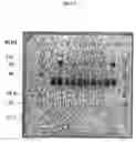 Fig. 02 - Stable pharmaceutical composition comprising erythropoietin