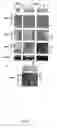 Fig. 06 - Mitogenic oxygenase regulators