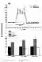 Fig. 13 - Uridine administration improves phosphatide synthesis, synaptic transmission and cogntive function