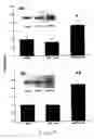Fig. 15 - Uridine administration improves phosphatide synthesis, synaptic transmission and cogntive function
