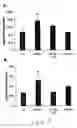 Fig. 17 - Uridine administration improves phosphatide synthesis, synaptic transmission and cogntive function