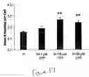 Fig. 18 - Uridine administration improves phosphatide synthesis, synaptic transmission and cogntive function