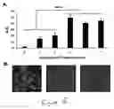 Fig. 19 - Uridine administration improves phosphatide synthesis, synaptic transmission and cogntive function