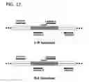 Fig. 13 - Recombinant DNA processes using a dNTP mixture containing modified nucleotides