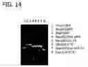 Fig. 15 - Recombinant DNA processes using a dNTP mixture containing modified nucleotides