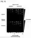 Fig. 17 - Recombinant DNA processes using a dNTP mixture containing modified nucleotides
