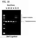 Fig. 19 - Recombinant DNA processes using a dNTP mixture containing modified nucleotides