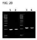 Fig. 21 - Recombinant DNA processes using a dNTP mixture containing modified nucleotides