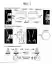 Fig. 02 - In vivo library--library selection of optimized protein-protein interactions