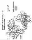 Fig. 30 - Peptides that bind to broadly neutralizing anti-HIV antibody-structure of 4E10 Fab fragment complex. uses thereof, compositions therefrom