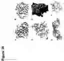 Fig. 40 - Peptides that bind to broadly neutralizing anti-HIV antibody-structure of 4E10 Fab fragment complex. uses thereof, compositions therefrom