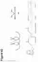 Fig. 44 - Peptides that bind to broadly neutralizing anti-HIV antibody-structure of 4E10 Fab fragment complex. uses thereof, compositions therefrom