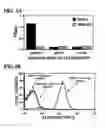Fig. 07 - Compositions, methods and kits relating to anti-platelet autoantibodies and inhibitors thereof