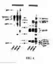 Fig. 08 - Compositions, methods and kits relating to anti-platelet autoantibodies and inhibitors thereof