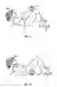 Fig. 07 - Apparatus and method for exercise using an omnidirectional roller