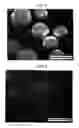 Fig. 04 - Macrostructures of porous inorganic material and process for their preparation