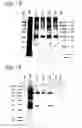 Fig. 02 - Peptides that bind to HSP90 proteins
