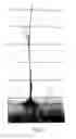 Fig. 04 - PRUNUS ROOTSTOCK NAMED 'ELTA'