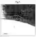 Fig. 02 - Process for the preparation of an emulsion