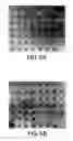 Fig. 06 - G protein-binding proteins and polynucleotides encoding the same