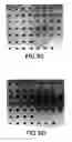 Fig. 07 - G protein-binding proteins and polynucleotides encoding the same