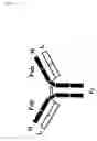 Fig. 14 - Polypeptides including modified constant regions