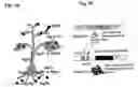 Fig. 02 - Repressor-mediated tissue-specific gene expression in plants