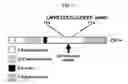 Fig. 02 - Methods and compositions for treating leukemia