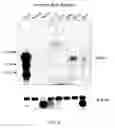 Fig. 08 - Dna encoding rat bombesin receptor subtype-3 (brs-3) and uses thereof